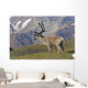 Caribou near the Park road, Denali National Park, Interior Alaska Wall Mural