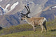 Caribou near the Park road, Denali National Park, Interior Alaska Wall Mural