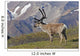 Caribou near the Park road, Denali National Park, Interior Alaska Wall Mural
