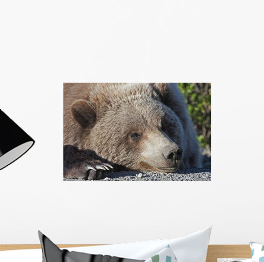 Close up of a Grizzly resting with his head on the Park road Wall Mural