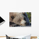 Close up of a Grizzly resting with his head on the Park road Wall Mural