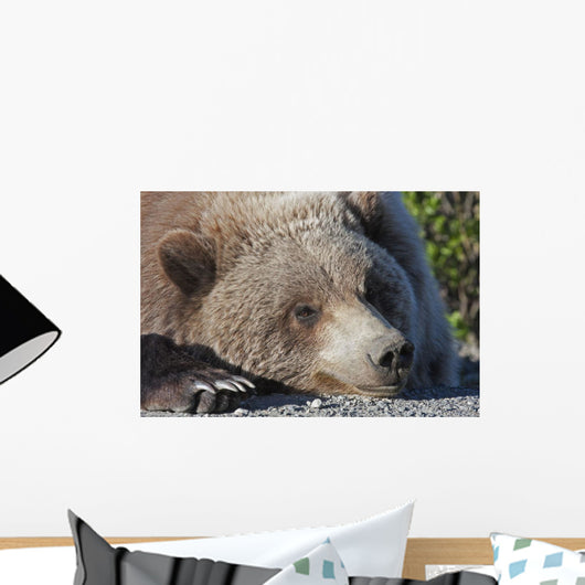 Close up of a Grizzly resting with his head on the Park road Wall Mural
