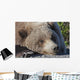 Close up of a Grizzly resting with his head on the Park road Wall Mural