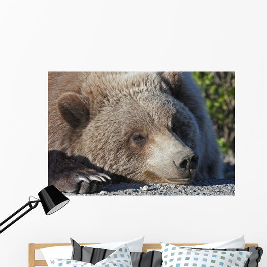 Close up of a Grizzly resting with his head on the Park road Wall Mural