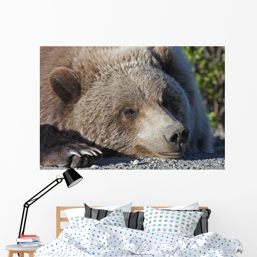 Close up of a Grizzly resting with his head on the Park road Wall Mural