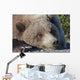 Close up of a Grizzly resting with his head on the Park road Wall Mural