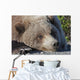 Close up of a Grizzly resting with his head on the Park road Wall Mural