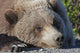 Close up of a Grizzly resting with his head on the Park road Wall Mural