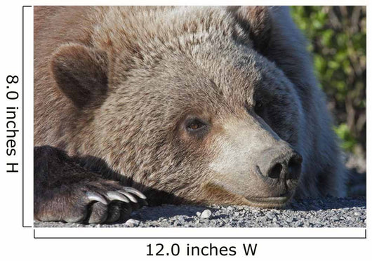 Close up of a Grizzly resting with his head on the Park road Wall Mural