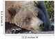 Close up of a Grizzly resting with his head on the Park road Wall Mural