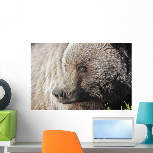Close up of a Grizzly near the Park road Wall Mural