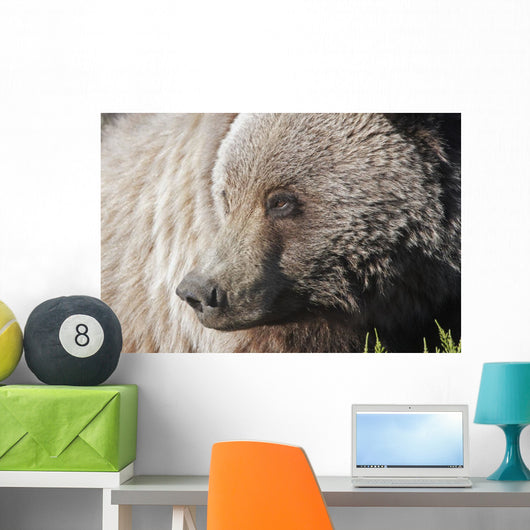 Close up of a Grizzly near the Park road Wall Mural