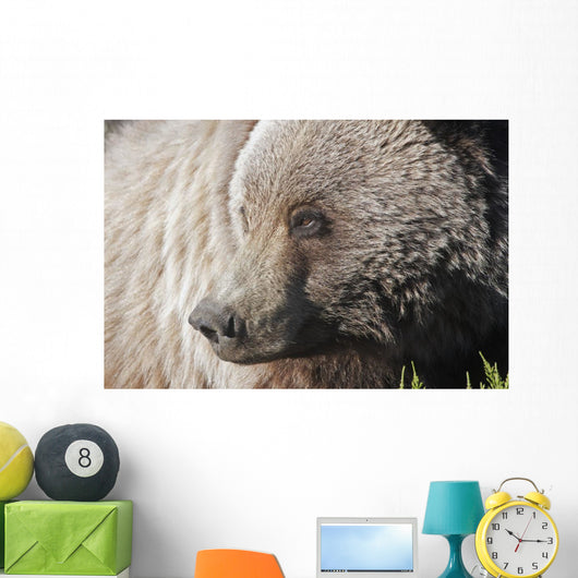 Close up of a Grizzly near the Park road Wall Mural
