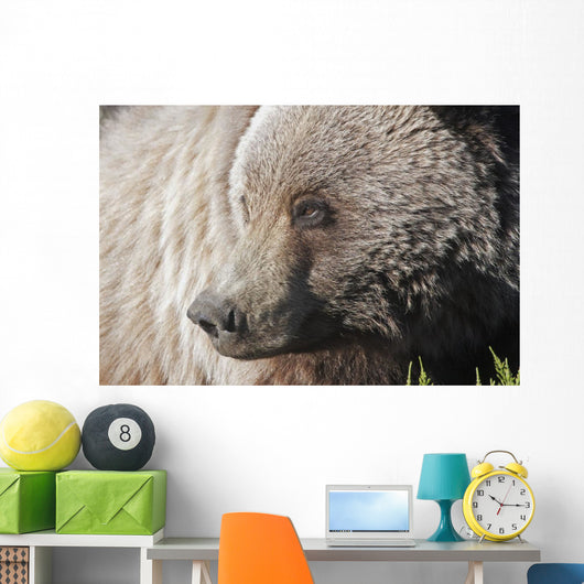 Close up of a Grizzly near the Park road Wall Mural