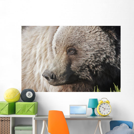 Close up of a Grizzly near the Park road Wall Mural