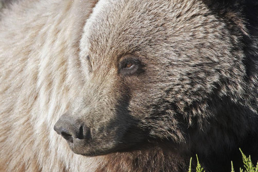 Close up of a Grizzly near the Park road Wall Mural