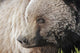 Close up of a Grizzly near the Park road Wall Mural