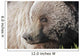 Close up of a Grizzly near the Park road Wall Mural