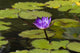 Water lily in the Bethesda Fountain in Central Park Wall Mural