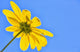 Yellow flower against a blue sky Wall Mural