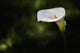 Calla lily Wall Mural