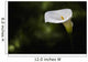 Calla lily Wall Mural