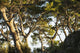 Trees and blue sky Wall Mural