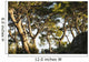 Trees and blue sky Wall Mural