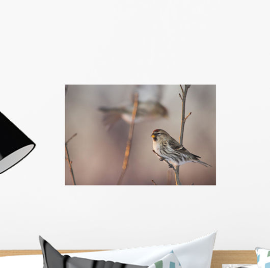 A Common Redpoll perches on a snowy spruce tree on a cold day Wall Mural