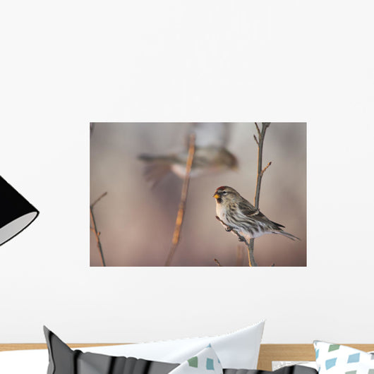 A Common Redpoll perches on a snowy spruce tree on a cold day Wall Mural