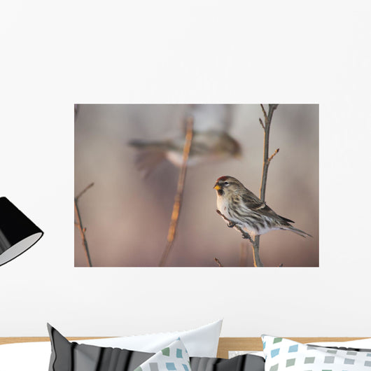 A Common Redpoll perches on a snowy spruce tree on a cold day Wall Mural