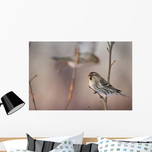 A Common Redpoll perches on a snowy spruce tree on a cold day Wall Mural