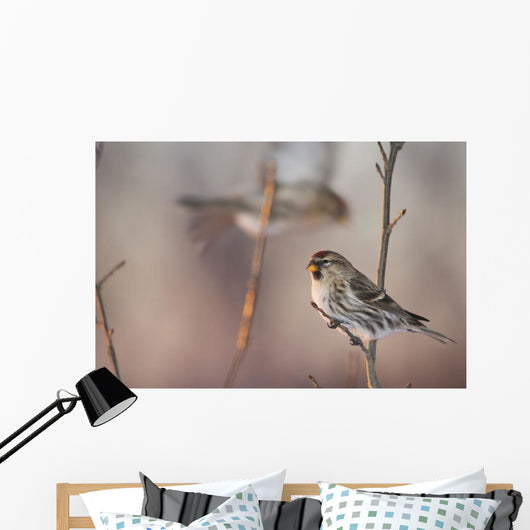 A Common Redpoll perches on a snowy spruce tree on a cold day Wall Mural