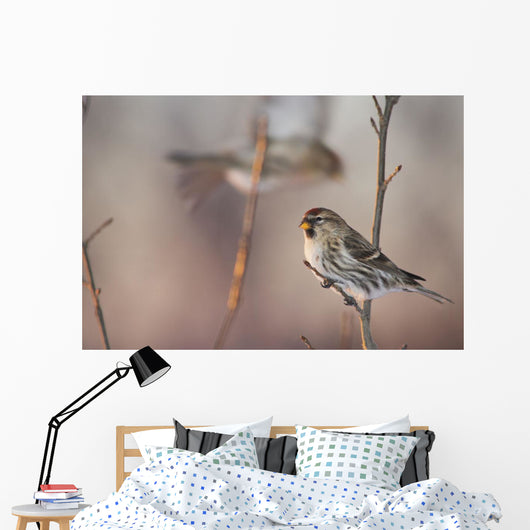 A Common Redpoll perches on a snowy spruce tree on a cold day Wall Mural