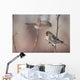 A Common Redpoll perches on a snowy spruce tree on a cold day Wall Mural