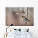 A Common Redpoll perches on a snowy spruce tree on a cold day Wall Mural
