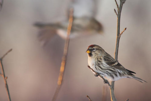 A Common Redpoll perches on a snowy spruce tree on a cold day Wall Mural