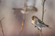 A Common Redpoll perches on a snowy spruce tree on a cold day Wall Mural