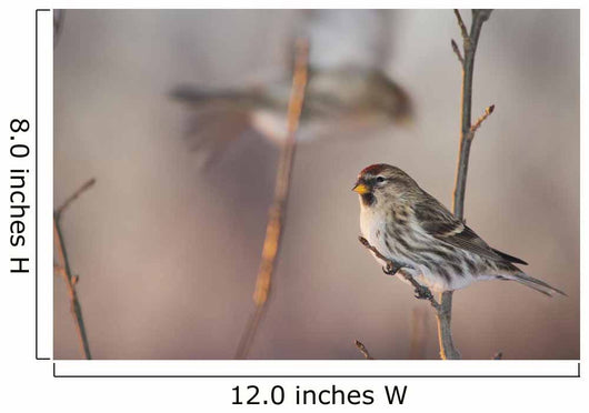 A Common Redpoll perches on a snowy spruce tree on a cold day Wall Mural