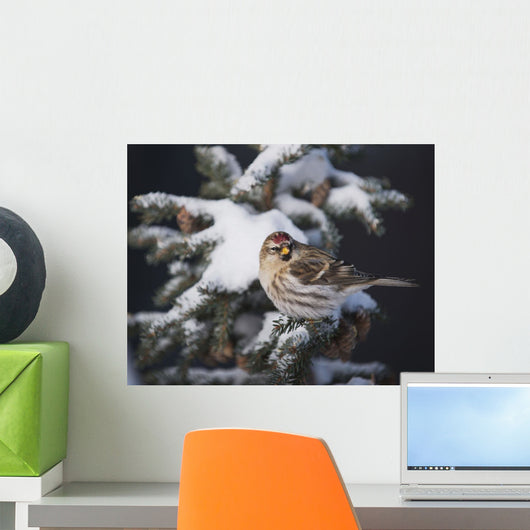 A female Common Redpoll perches on a snowy spruce tree on a cold day Wall Mural
