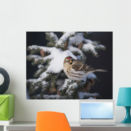 A female Common Redpoll perches on a snowy spruce tree on a cold day Wall Mural