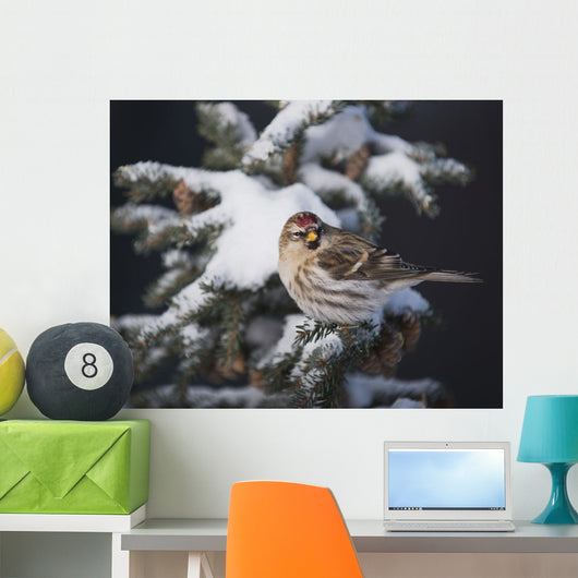 A female Common Redpoll perches on a snowy spruce tree on a cold day Wall Mural