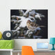 A female Common Redpoll perches on a snowy spruce tree on a cold day Wall Mural