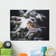 A female Common Redpoll perches on a snowy spruce tree on a cold day Wall Mural