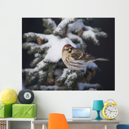A female Common Redpoll perches on a snowy spruce tree on a cold day Wall Mural
