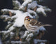 A female Common Redpoll perches on a snowy spruce tree on a cold day Wall Mural