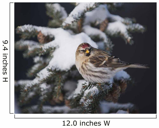A female Common Redpoll perches on a snowy spruce tree on a cold day Wall Mural
