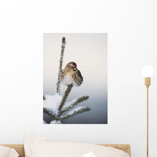 A Common Redpoll perches atop a snowy spruce tree on a frigid day Wall Mural