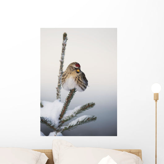 A Common Redpoll perches atop a snowy spruce tree on a frigid day Wall Mural