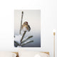 A Common Redpoll perches atop a snowy spruce tree on a frigid day Wall Mural